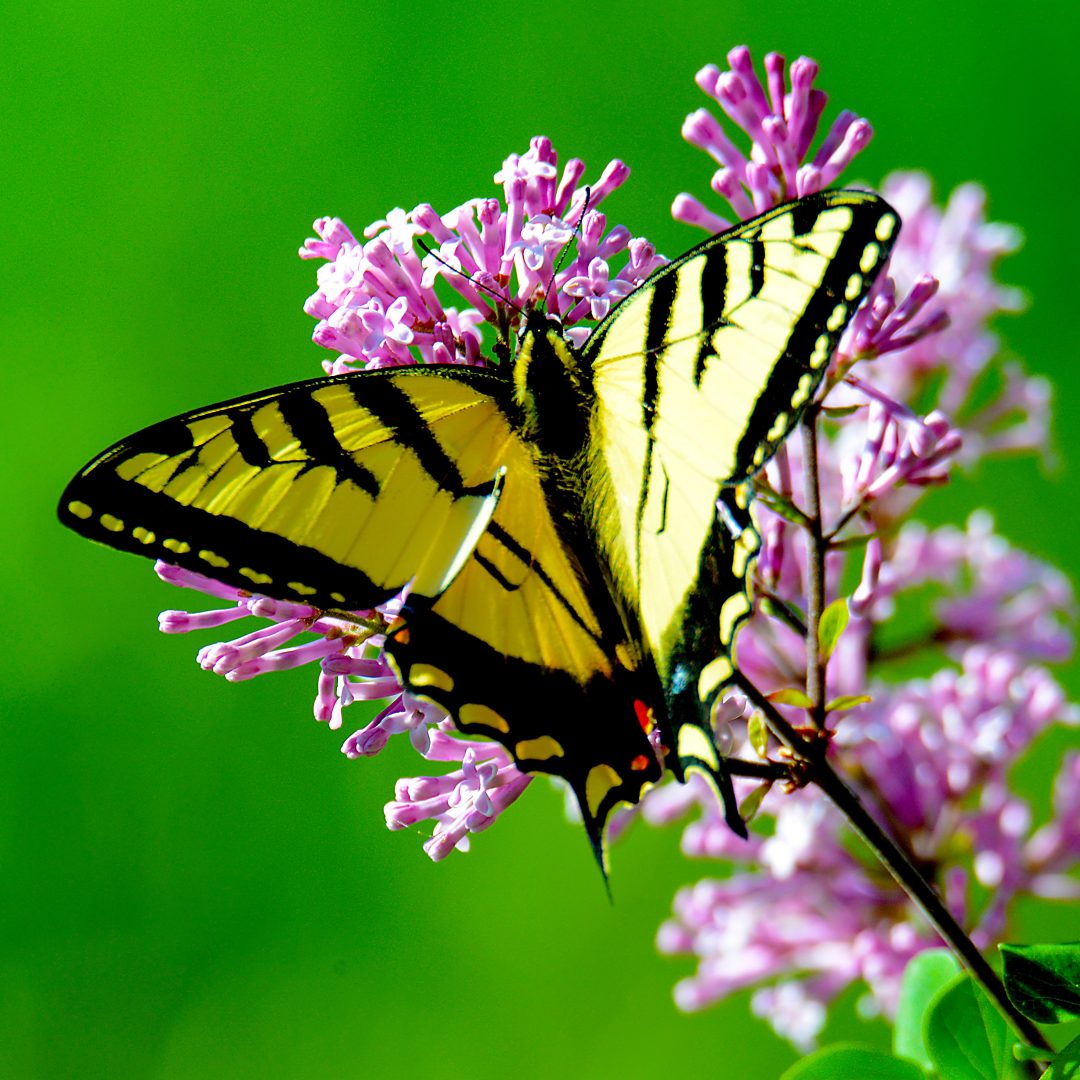 Iso kaunis perhonen - Viestejä perhoselta - Lakatut varpaankynnet -blogi